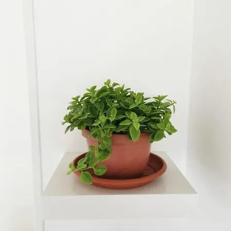 Affresco - Centro Storico