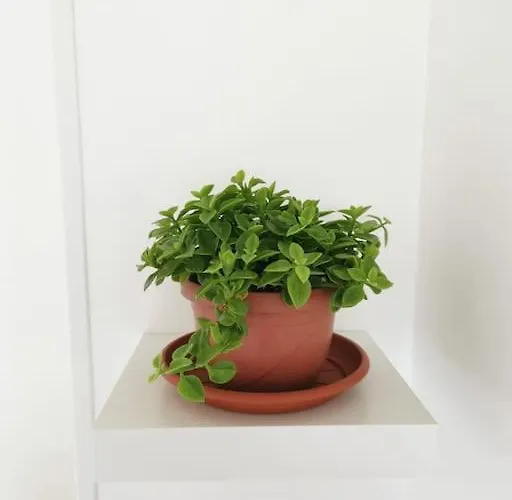 Affresco - Centro Storico